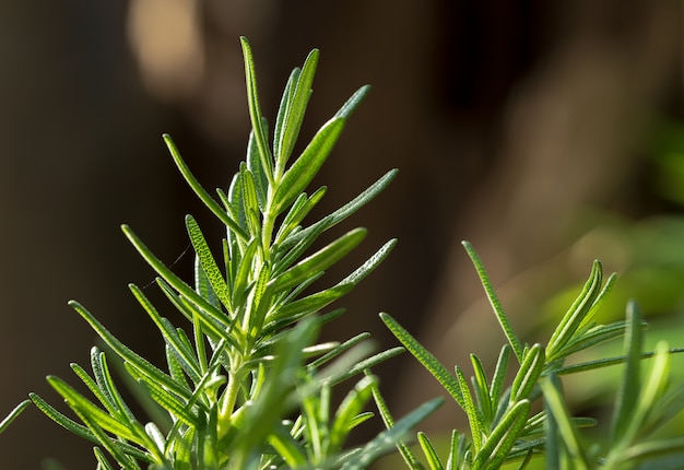 Fresh rosemary herb groeit buiten. rozemarijn verlaat close-up.