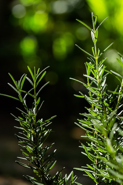 Foto fresh rosemary herb groeit buiten. rozemarijn verlaat close-up.