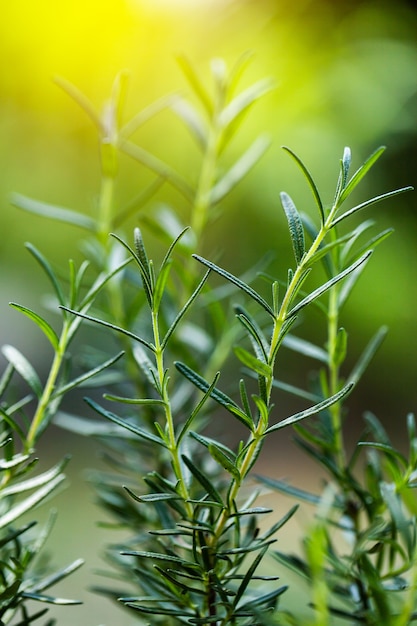 Fresh Rosemary Herb groeit buiten. Rozemarijn verlaat close-up.