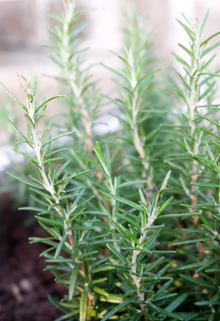 Foto fresh rosemary herb groeit buiten. rozemarijn verlaat close-up.