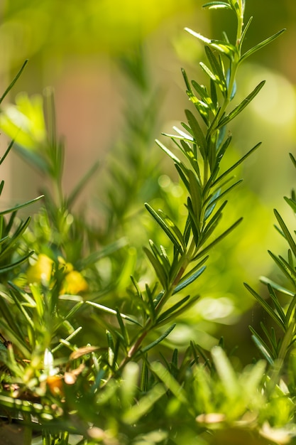 Fresh Rosemary Herb grow outdoor. Rosemary leaves Close-up.