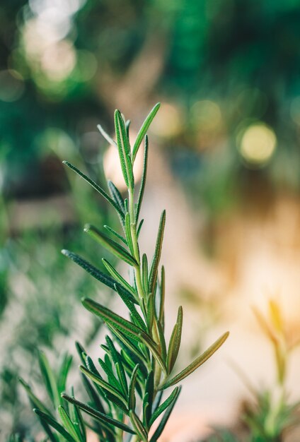 Fresh Rosemary Herb grow outdoor. Rosemary leaves Close-up.