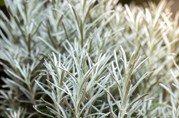 Fresh Rosemary Herb grow outdoor. Rosemary leaves Close-up.