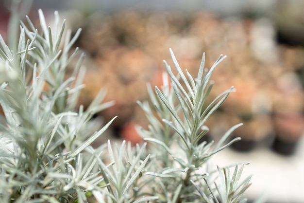 Fresh Rosemary Herb grow outdoor. Rosemary leaves Close-up.