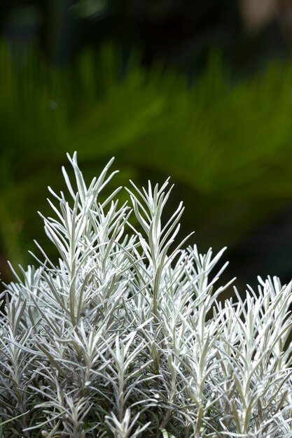 Fresh Rosemary Herb grow outdoor. Rosemary leaves Close-up.