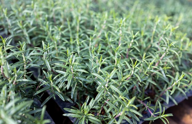 Fresh Rosemary Herb grow outdoor Rosemary leaves Closeup