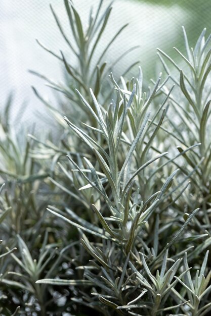 Fresh Rosemary Herb grow outdoor Rosemary leaves Closeup