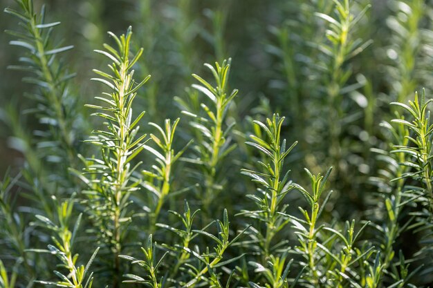 Photo fresh rosemary herb grow outdoor rosemary leaves closeup