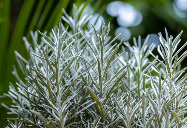 Fresh Rosemary Herb grow outdoor Rosemary leaves Closeup