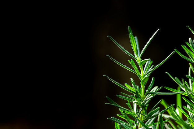 Fresh Rosemary Herb grow outdoor