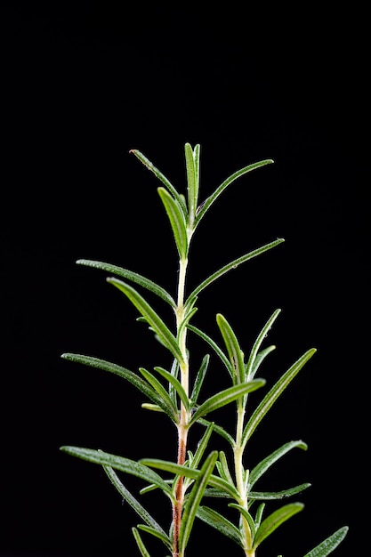 Fresh Rosemary Herb