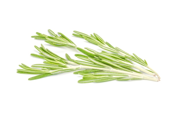 Fresh rosemary isolated isolated on white