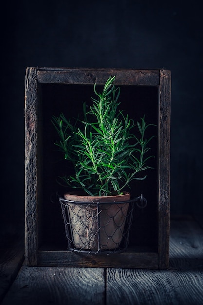 Fresh rosemary in old clay flower pot