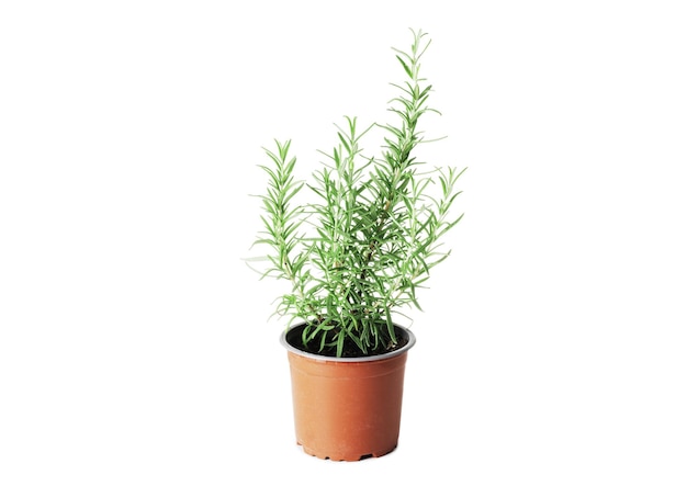 Photo fresh rosemary in a pot isolated on white background