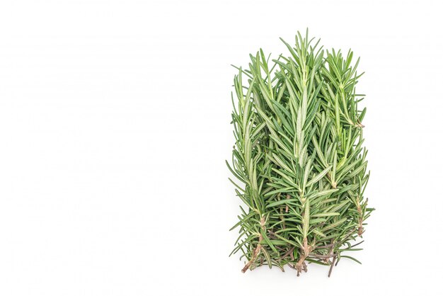 fresh rosemary on white background