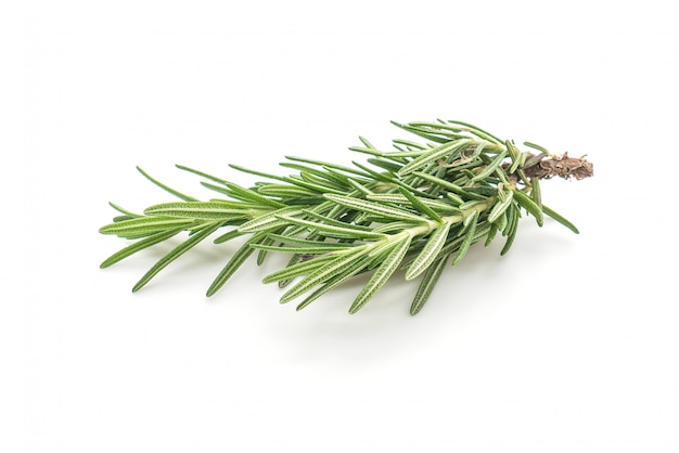 fresh rosemary on white background