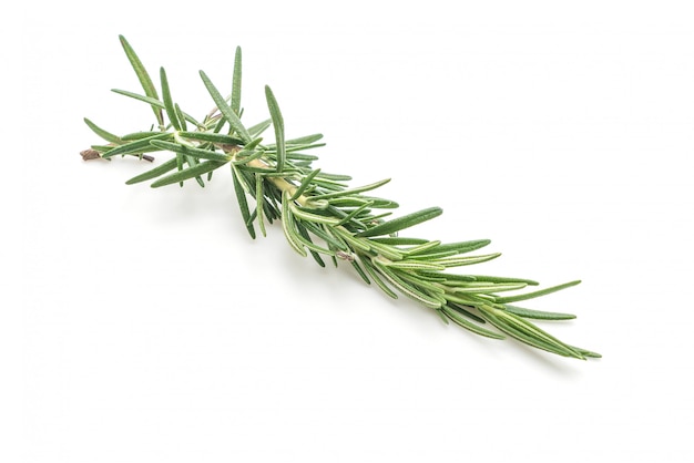 fresh rosemary on white background