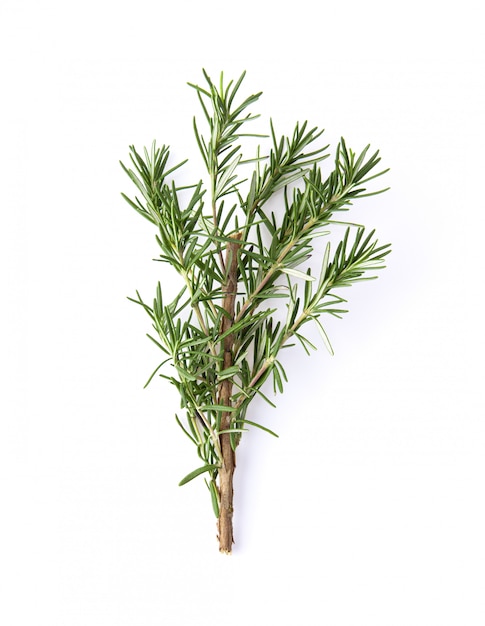 Fresh rosemary on white wall