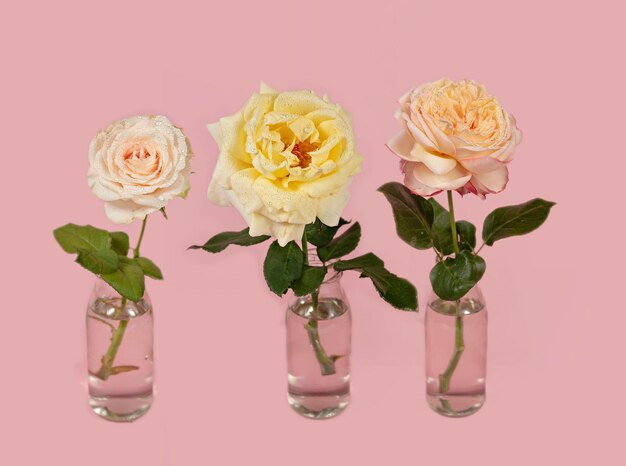 Fresh roses flower in glass vase with water on pink background