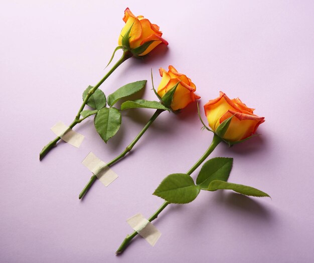 Fresh roses in a row on purple background