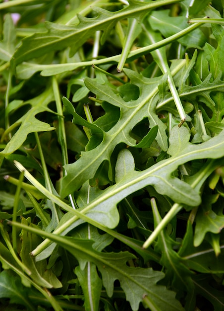 Foto rucola fresca