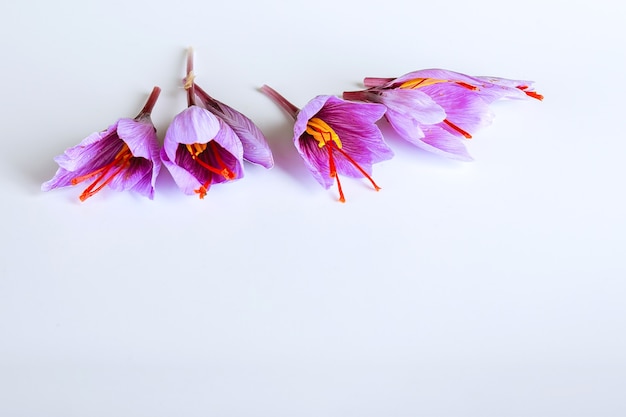 Fresh saffron flower and dried saffron threads