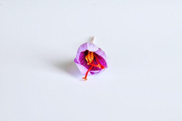 Fresh saffron flower on a white background.