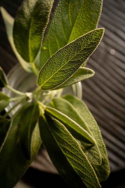 Fresh sage leaves. Green and wet sage leaves freshly picked from the home garden.