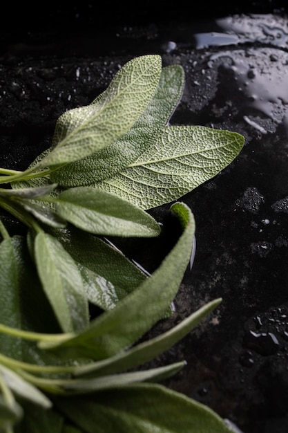 Fresh sage leaves. Green and wet sage leaves freshly picked from the home garden.