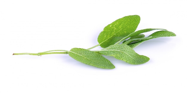 Fresh Sage plant on a white background