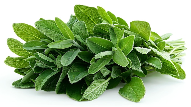 Fresh sage on a white background