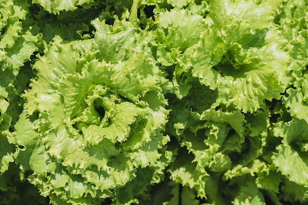 Fresh salad grows in a vegetable garden in a village in summer