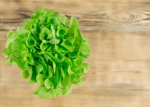 Fresh salad leaves on a wooden background