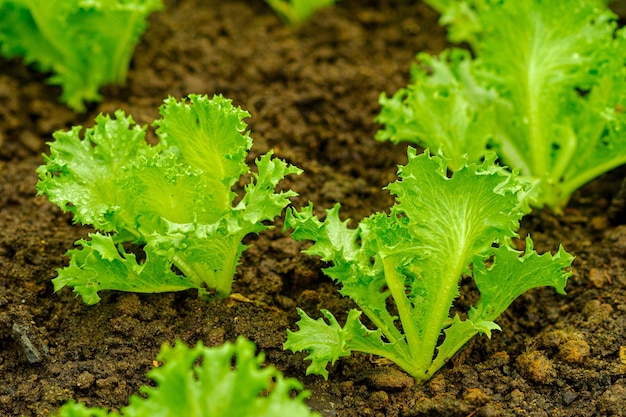 健康市場向けの有機農場での新鮮なサラダ野菜レタスの植え付け