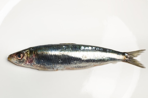 Fresh sardines on a white plate in a close up view