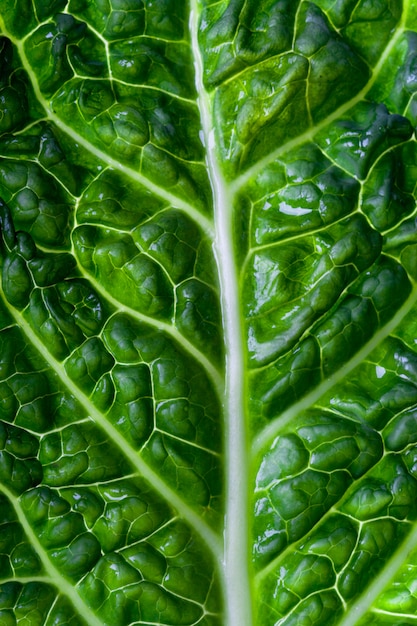 Fresh savoy cabbage leaf as a texture 