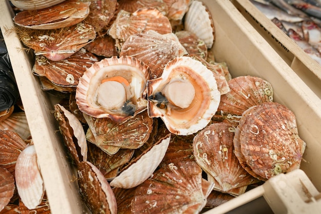 Fresh scallops on a seafood market at dieppe france