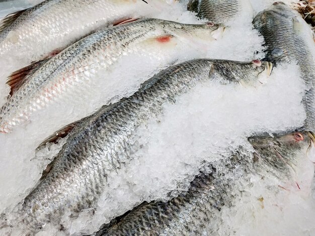 Pesce branzino fresco sulla vendita di ghiaccio nel mercato.