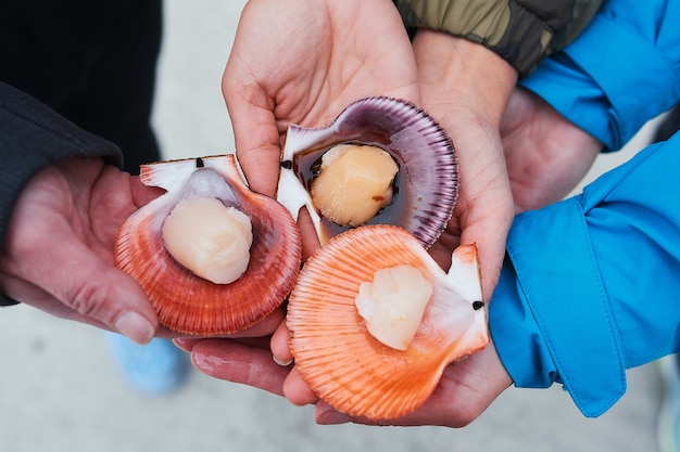 신선한 바다 bivalves 또는 조개는 개인 가정이나 식당에서 맛있는 음식을 요리하기 위해 시장에서 판매하기 위해 바다에서 잡히게됩니다.