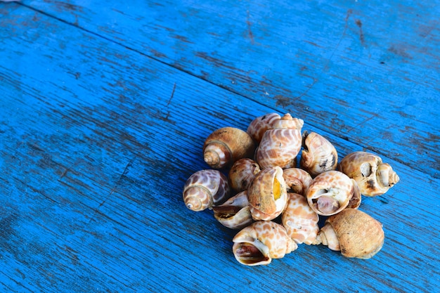 Fresh sea clams at seafood market