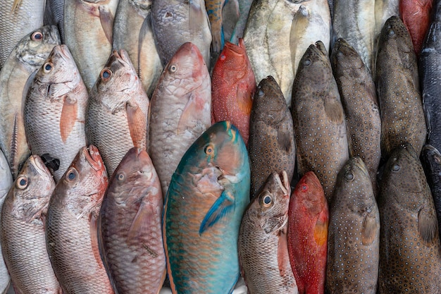 Fresh sea fish for sell at the street food market in Kota Kinabalu Borneo Malaysia close up seafood