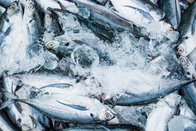 新鮮な海の氷冷魚