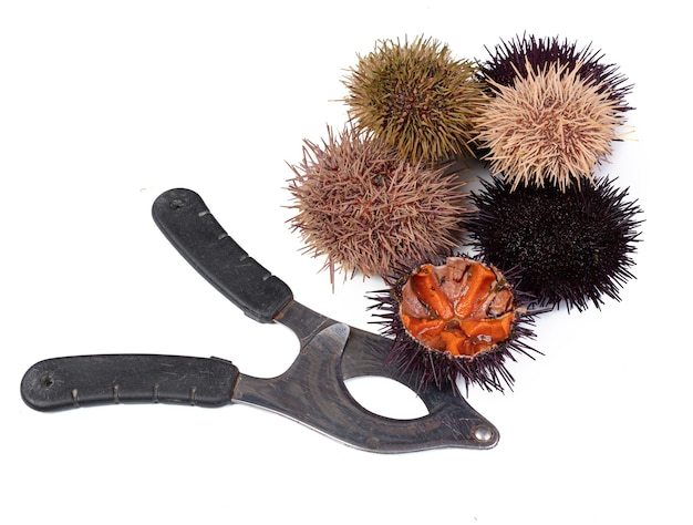 Photo fresh sea urchins with sea urchin scissors isolated