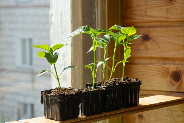 Fresh seedlings growing on a windowsill Urban home balcony gardening growing vegetables concept