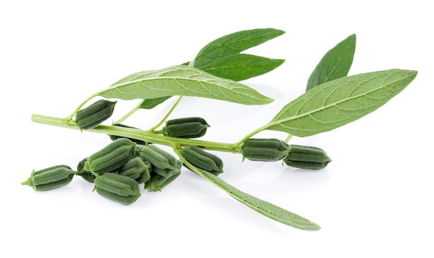 Fresh sesame pods isolated on white surface