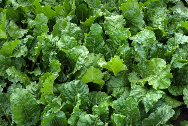 fresh shiny green sugar beet leaves closeup top view