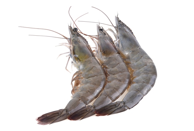 Fresh shrimp isolated on white.