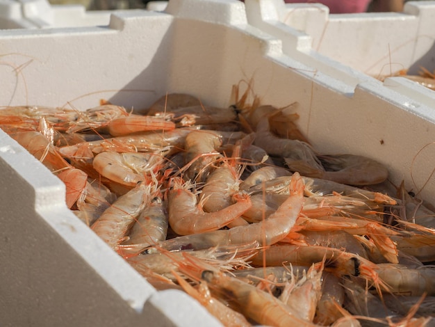 Fresh shrimp in polystyrene box on fishing boat