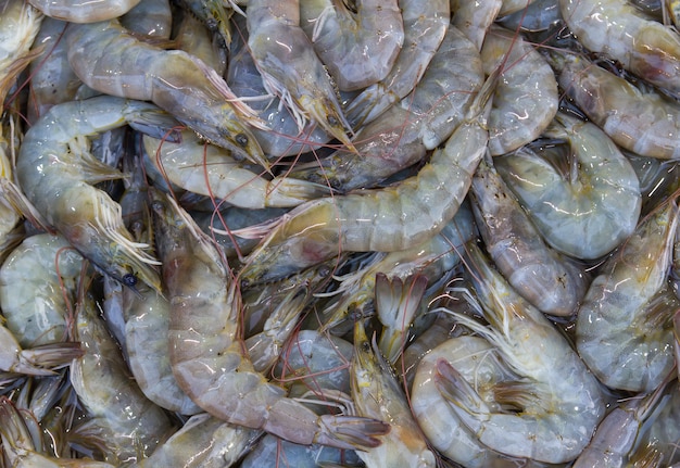 Fresh Shrimp 