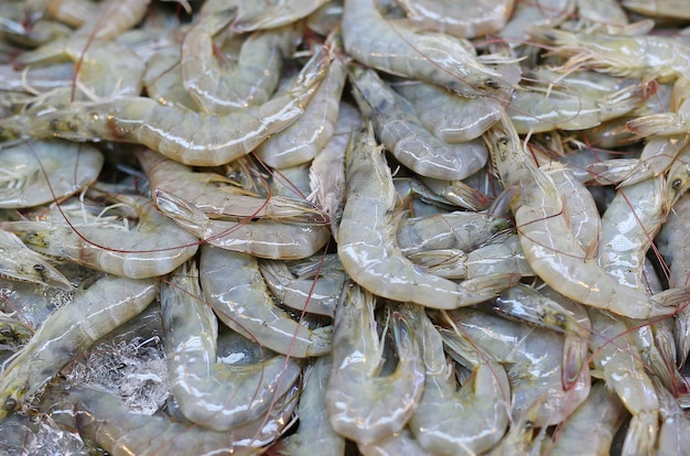 Fresh Shrimps at market, Thailand